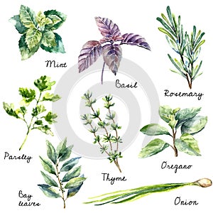Watercolor collection of fresh herbs isolated. photo