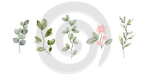 A watercolor collection of garden and wild, forest herbs, flowers, branches. Illustration highlighted on white background