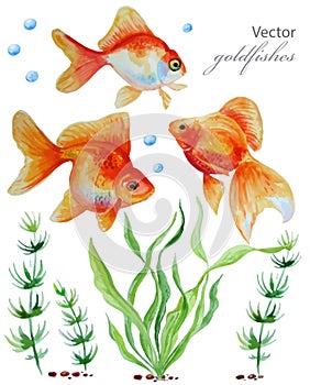 Watercolor collection of hand drawn goldfishes