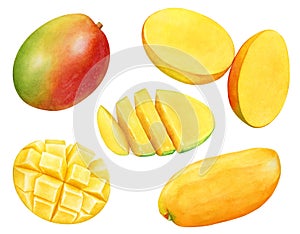 Watercolor collection of the mango fruits