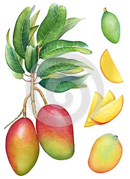 Watercolor collection of mango fruits and plant parts