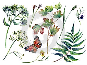 Watercolor Collection of Motley Grass