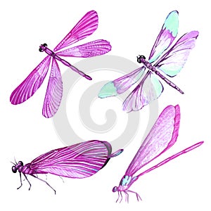 Watercolor collection of pink dragonfly illustrations