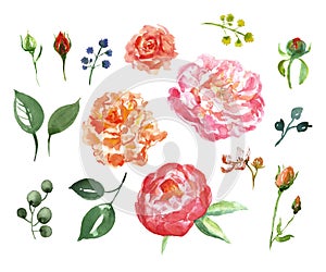 Watercolor collection of pink peony flowers, buds and green leaves on white background. Hand drawn beautiful flowers illustration