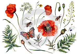 Watercolor Collection of Red Poppies and Meadow Plants