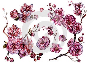 Watercolor Collection of Sakura Flowers