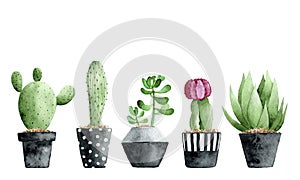 Watercolor collection with succulents and cactus on white background.