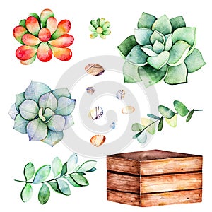 Watercolor collection with succulents plants,pebble stones, branche,wooden pot.