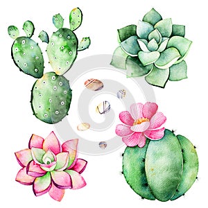 Watercolor collection with succulents plants,pebble stones,cactus.