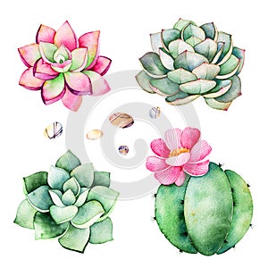 Watercolor collection with succulents plants,pebble stones,cactus.