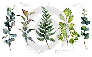 Watercolor Collection of Trendy Greenery