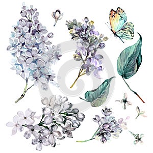 Watercolor Collection of White Lilac