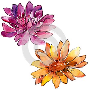 Watercolor colorful african daisy flower. Floral botanical flower. Isolated illustration element.
