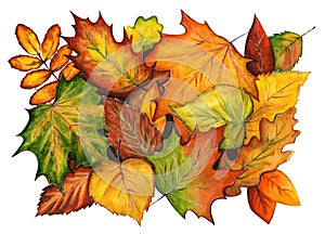 Watercolor colorful background of autumn leaves isolated on white