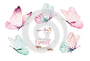 Watercolor colorful butterflies, isolated on white background. blue, yellow, pink and red butterfly illustration.