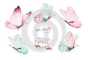 Watercolor colorful butterflies, isolated on white background. blue, yellow, pink and red butterfly illustration. photo