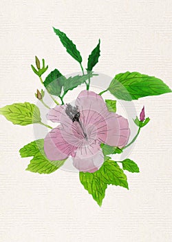 Watercolor colorful Hibiscus flower painting .