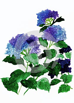 Watercolor colorful Hortensia flowers painting.