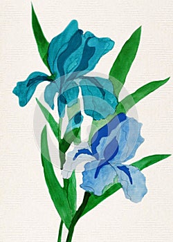 Watercolor colorful Irises flower painting .