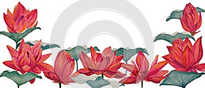 Watercolor colorful lotus flowers, wallpaper, background, postcard. Luxurious flowers.