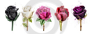 Watercolor colorful roses set collection Vector. Black rose, pink, red flowers. Beautiful detailed floral illustrations