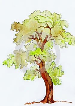 Watercolor colorful tree painting .