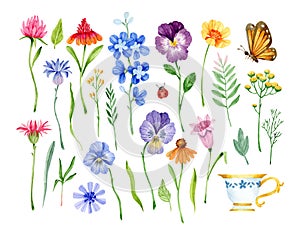 Watercolor colorful wildflowers. Clover, wild pansies, leaves, branches, cup and butterfly isolates clipart