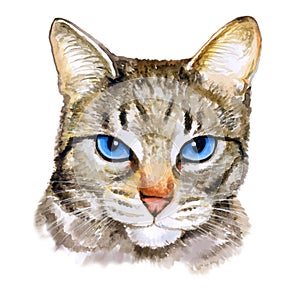 Watercolor colseup portrait of ojos azules breed cat photo