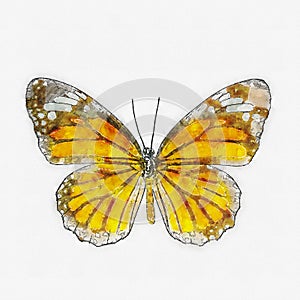 Watercolor common tiger butterfly.
