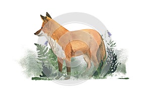 Watercolor composition with Fox and Fern. Forest theme