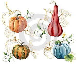 Watercolor composition with golden pumpkins. Hand painted red, blue, orange gourds and leaves isolated on white