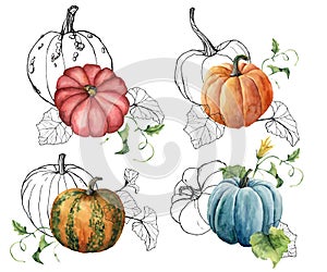 Watercolor composition with linear gourds. Hand painted red, blue, orange pumpkins and leaves isolated on white
