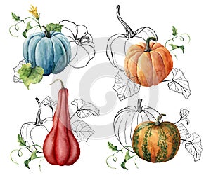 Watercolor composition with linear pumpkins. Hand painted red, blue, orange gourds and leaves isolated on white