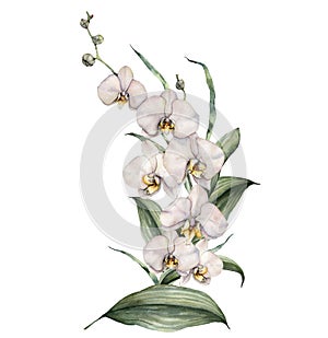 Watercolor composition of orchids. Hand painted tropical card with flowers and leaves isolated on white background