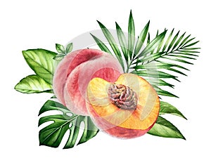 Watercolor composition with peaches. Realistic bouquet with pink fruits and tropical green leaves. Half and whole