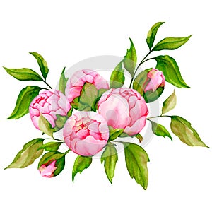 Watercolor composition with pink peonies. Botanical illustration.