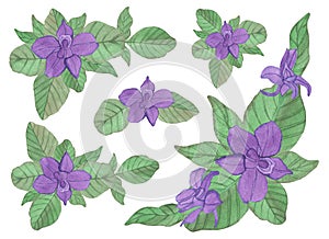 Watercolor composition of violet purple spring flowers with leaves