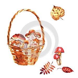 Watercolor composition with wooden basket with mushrooms on a white background