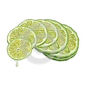 Watercolor concept of balance made of fresh Lime slices and Drop of juice dripping from lime. Hand drawn picture isolated on white