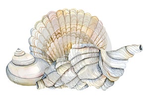 Watercolor conch spiral seashell with scallop shell illustration in light grey and beige colors