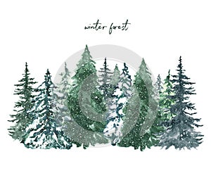 Watercolor conifer trees, christmas tree background, hand painted illustration. Winter forest landscape with snow