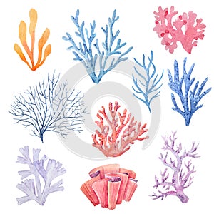 Watercolor coral set