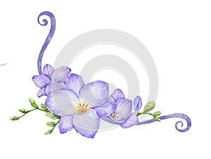 Watercolor corner with violet freesia flower. Hand drawn floral frame