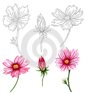 Watercolor cosmos flowers collection isolated on white background. Hand drawn wildflower set with pink flowers and