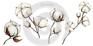 Watercolor cotton flower branches set. Botanical Hand drawn Eco product illustration. Cotton flowers buds balls in