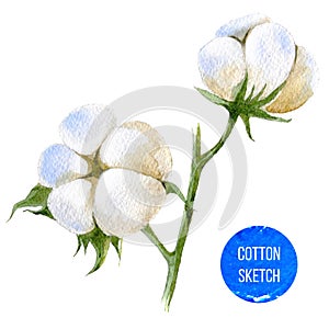 Watercolor cotton plant