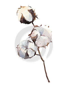 Watercolor Cotton Plant, isolated on white background.