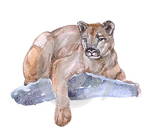 Watercolor cougar  animal