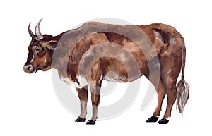 Watercolor cow on the white background