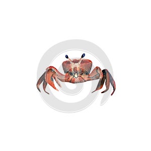 Watercolor Crab illustration. Hand drawn illustration with red crab front view for posters design, souvenirs
